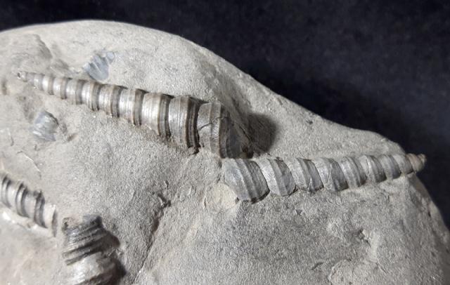 Conus (Chelyconus) enzesfeldensis HOERNES & AUINGER 1879, Turritella turris badensis SACCO 1895 & Muscheln indet. - Bild © FossNet FossilienStore